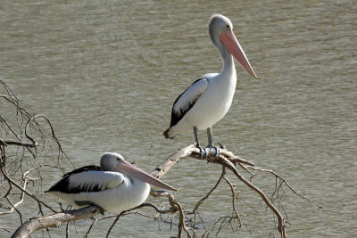 Australian Pelican