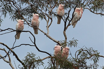 Major Mitchell's Cockatoo