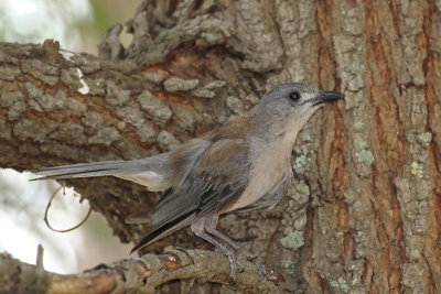 Grey Shrike-thrush