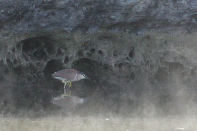 Nankeen Night-heron