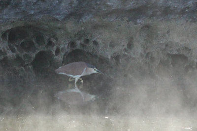 Nankeen Night-heron