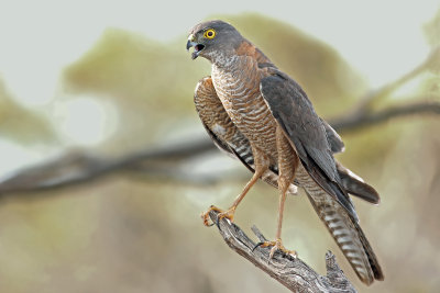 Collared Sparrowhawk