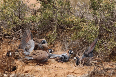 Flock Bronzewing