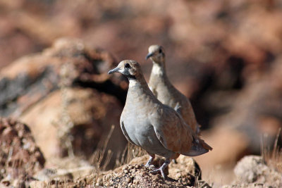 Flock Bronzewing