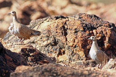 Flock Bronzewing