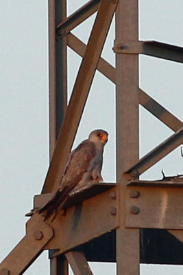 Grey Falcon