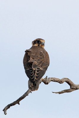 Brown Falcon