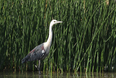 White-necked Heron