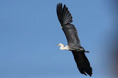 White-necked Heron