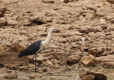White-necked Heron