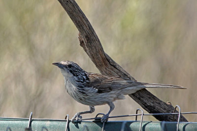 Striped Honeyeater