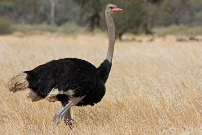Ostrich