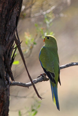 Elegant Parrot