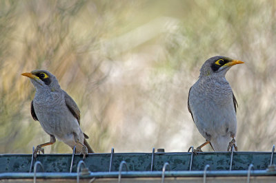 Black-eared Miner