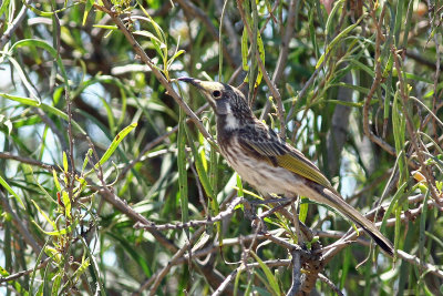 White-fronted Honeyeater