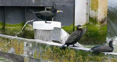 Great Cormorant