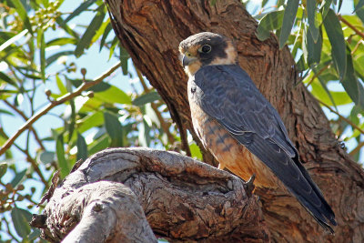 Australian Hobby