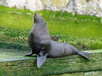 New-Zealand Fur Seal