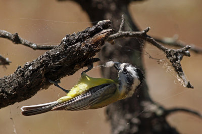 Crested Shrike-tit