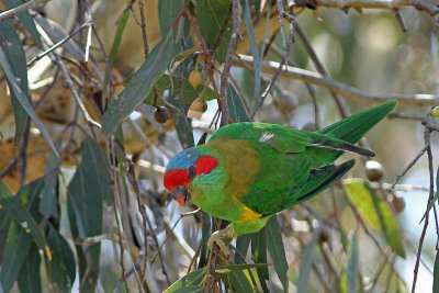Musk Lorikeet