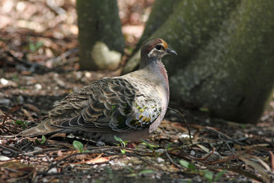 Common Bronzewing