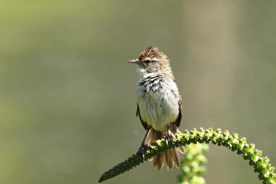 Little Grassbird