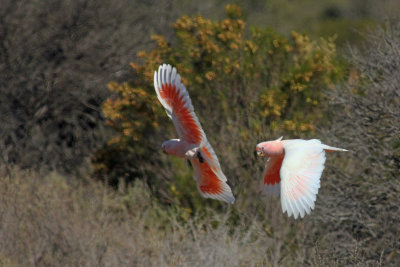 Major Mitchell's Cockatoo