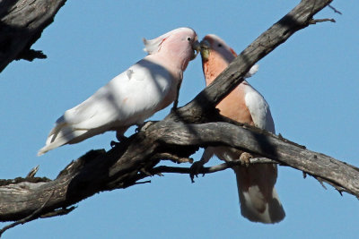 Major Mitchell's Cockatoo