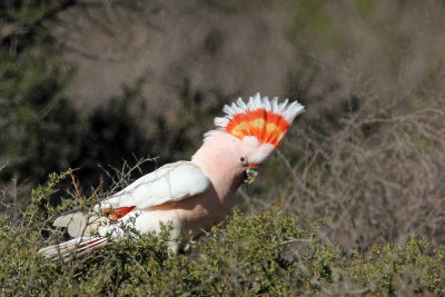 Major Mitchell's Cockatoo