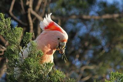 Major Mitchell's Cockatoo