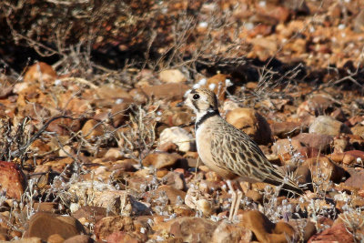 Inland Dotterel