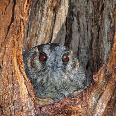 Australian Owlet-nightjar