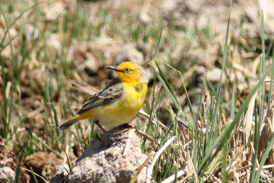 Yellow Chat