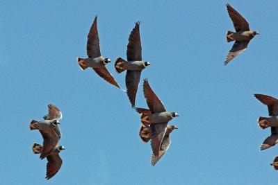 Flock Bronzewing