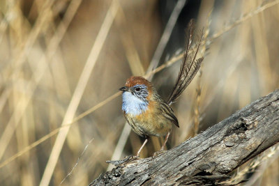 Mallee Emu-wren