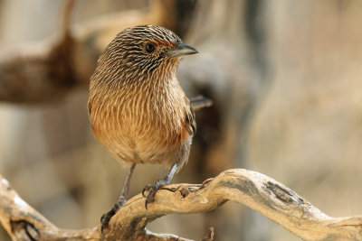 Dusky Grasswren