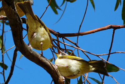 Grey-headed Honeyeater