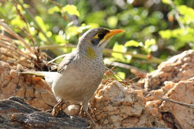 Yellow-throated Miner