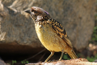 Western Bowerbird