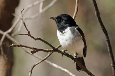 Hooded Robin