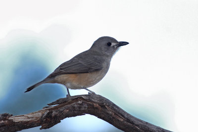 Grey Shrike-thrush