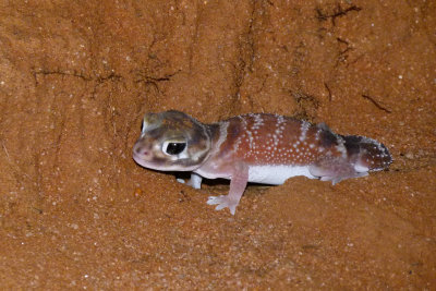 Smooth Knob-tailed Gecko