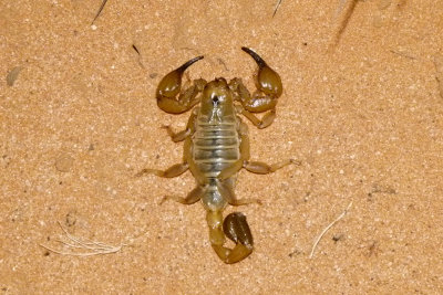 Native Scorpion