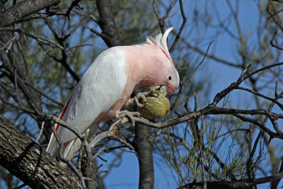 Major Mitchell's Cockatoo