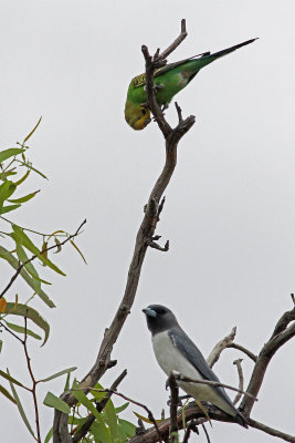 Budgerigar & White-breasted Woodswallow