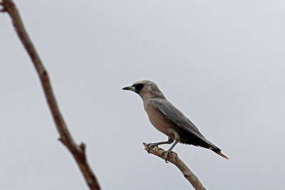 Black-faced Woodswallow