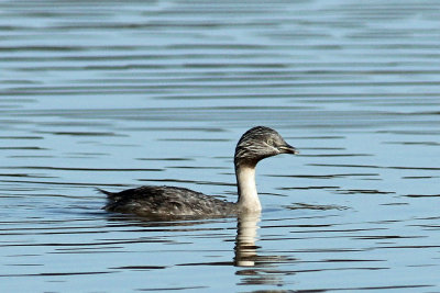 Hoary-headed Grebe