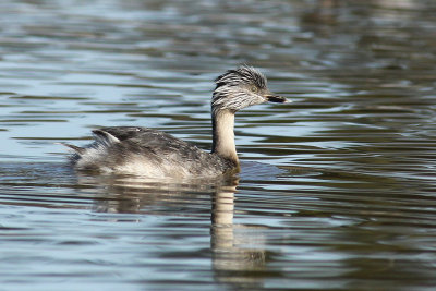 Hoary-headed Grebe