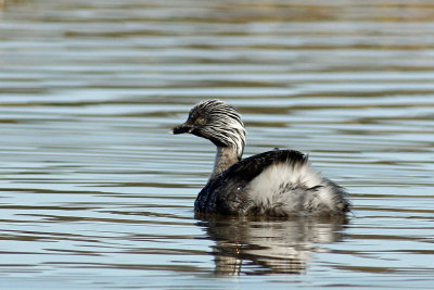 Hoary-headed Grebe