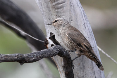 Brown Treecreeper